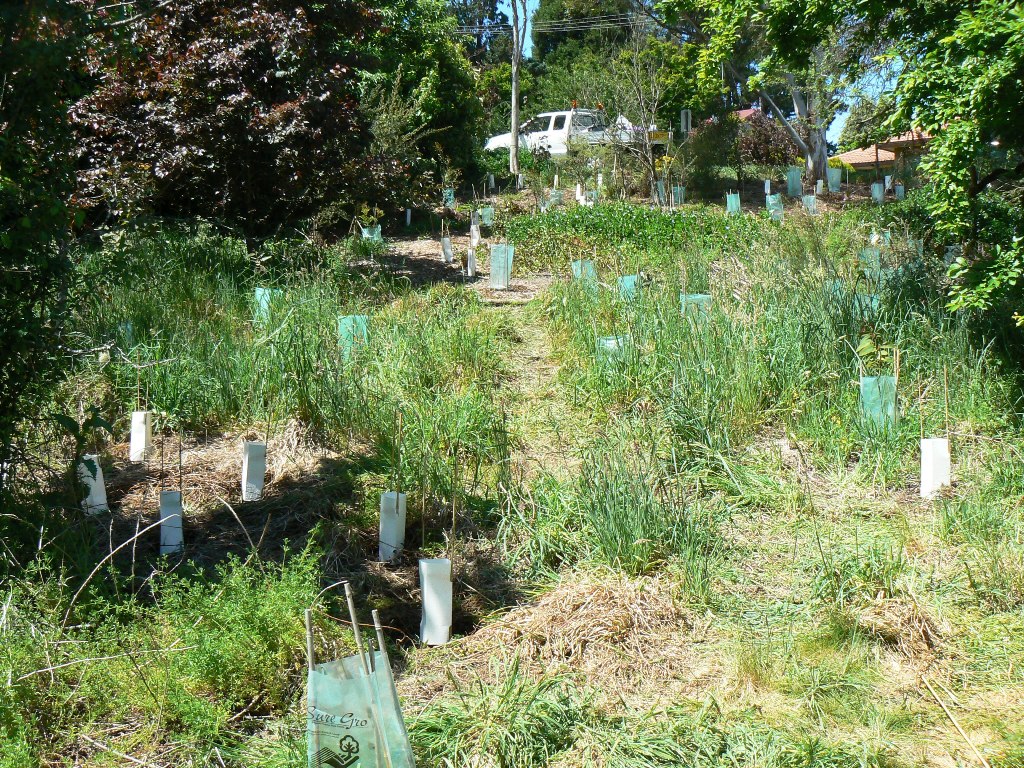 Upper Kedumba Planting Day