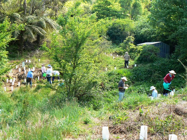 Upper Kedumba Planting Day